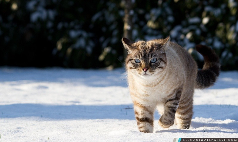 Chat dans la neige, Arrière-plans HD à télécharger