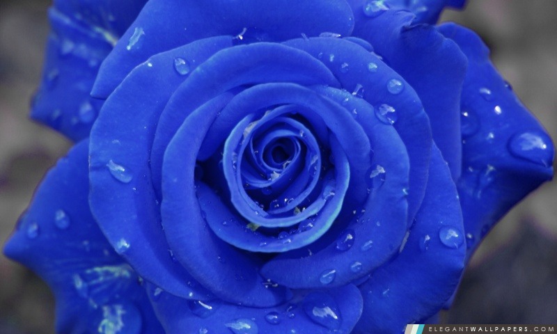 Rose bleue simple, Arrière-plans HD à télécharger