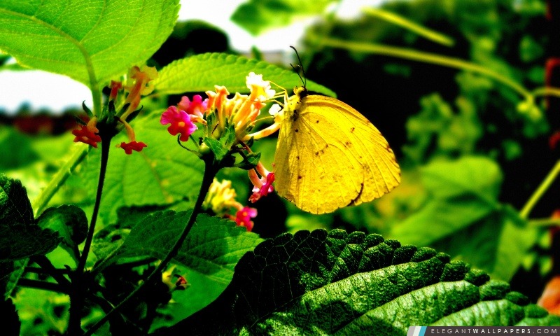 Papillon jaune sur fleur, Arrière-plans HD à télécharger