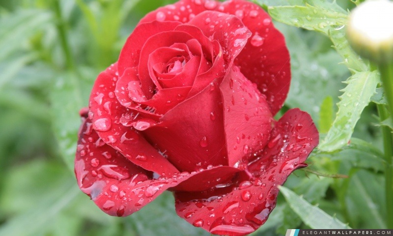 Gouttes de pluie sur rose rouge, Arrière-plans HD à télécharger