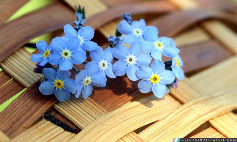 Ws bleu myosotis fleurs, Arrière-plans HD à télécharger