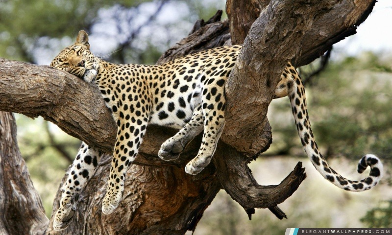 Leopard dormir dans les arbres, Arrière-plans HD à télécharger