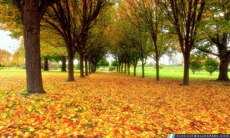 Route couverte de feuilles d'automne, Arrière-plans HD à télécharger