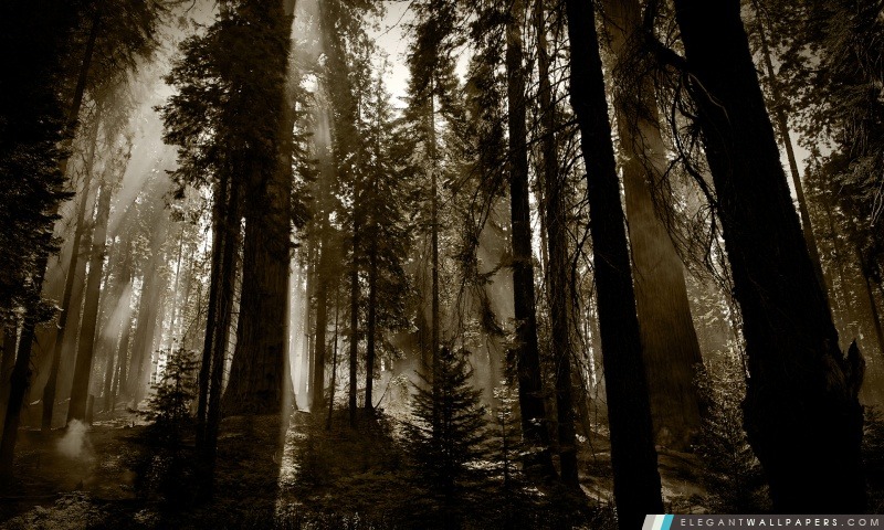 Fumant séquoias, Arrière-plans HD à télécharger