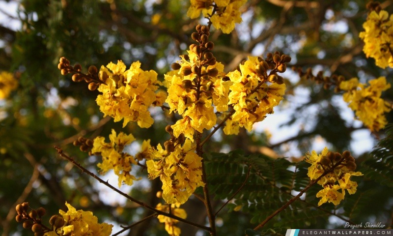 Fleurs jaunes Gulmohar. ., Arrière-plans HD à télécharger