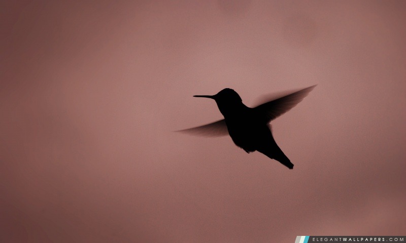 Hummingbird Silhouette, Arrière-plans HD à télécharger