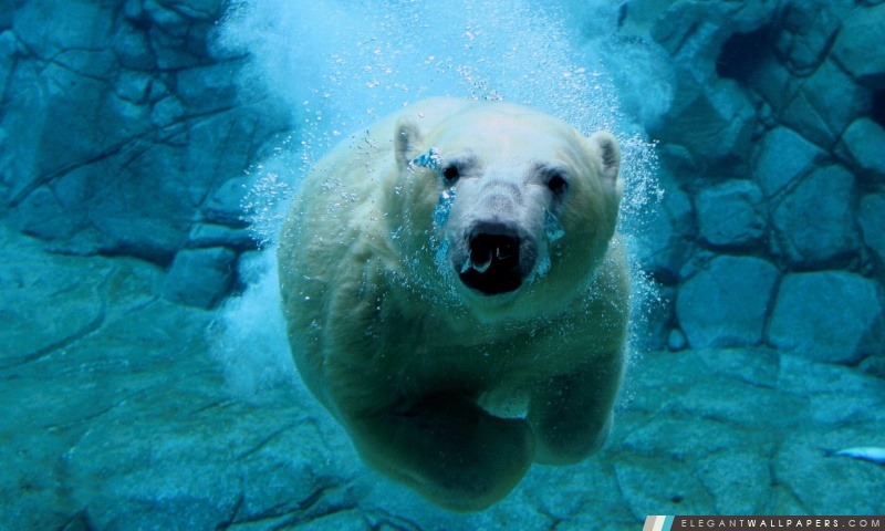 Polar Bear piscine, Arrière-plans HD à télécharger