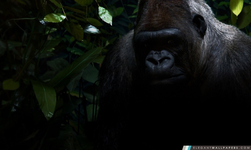 Gorille, Arrière-plans HD à télécharger
