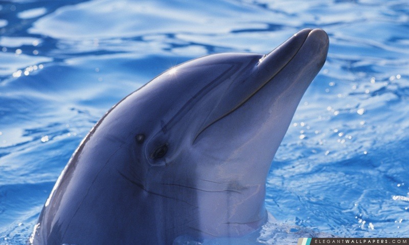 Dolphin ludique, Arrière-plans HD à télécharger
