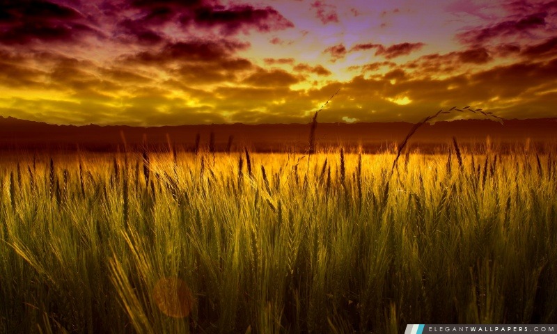 Colorful coucher de soleil sur champ de blé, Arrière-plans HD à télécharger