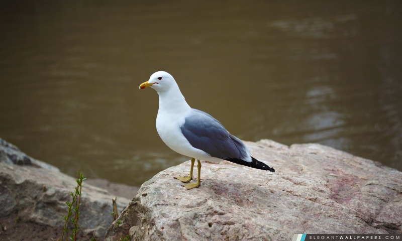 Seagull debout sur le roc, Arrière-plans HD à télécharger