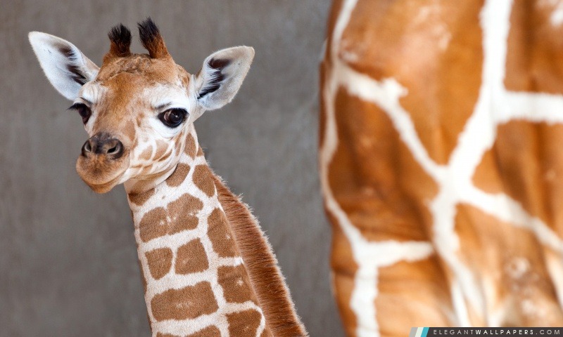 Girafe de bébé, Arrière-plans HD à télécharger