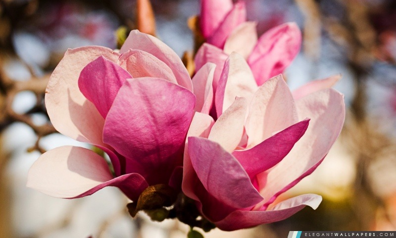 Rose fleur de magnolia, Arrière-plans HD à télécharger