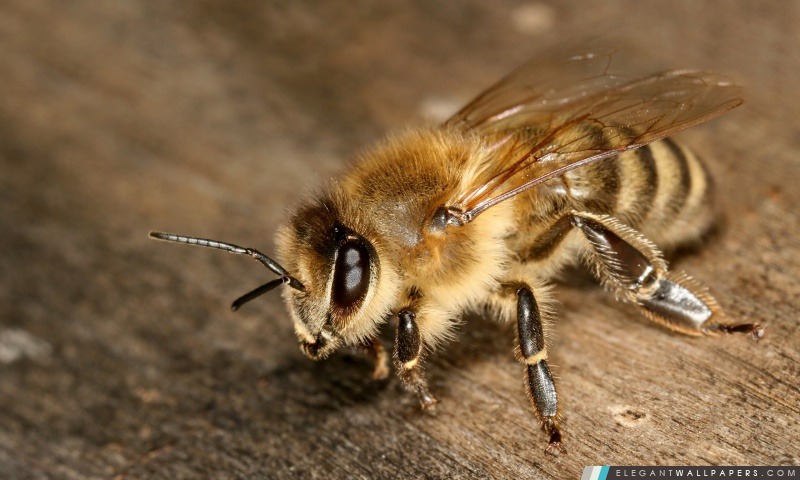 Macro abeille, Arrière-plans HD à télécharger