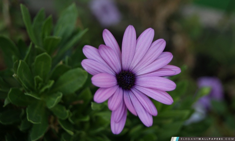 Belle fleur violette, Arrière-plans HD à télécharger