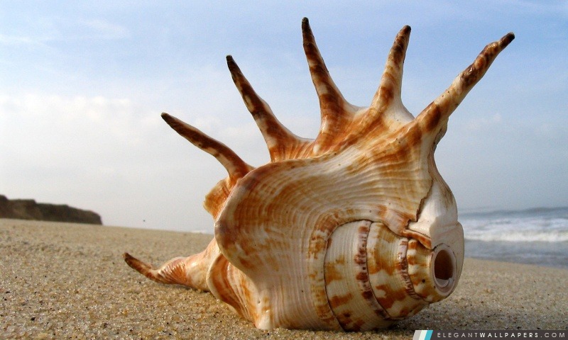 Buccin Shell sur la plage, Arrière-plans HD à télécharger