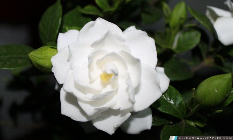 Fleur blanche, Arrière-plans HD à télécharger