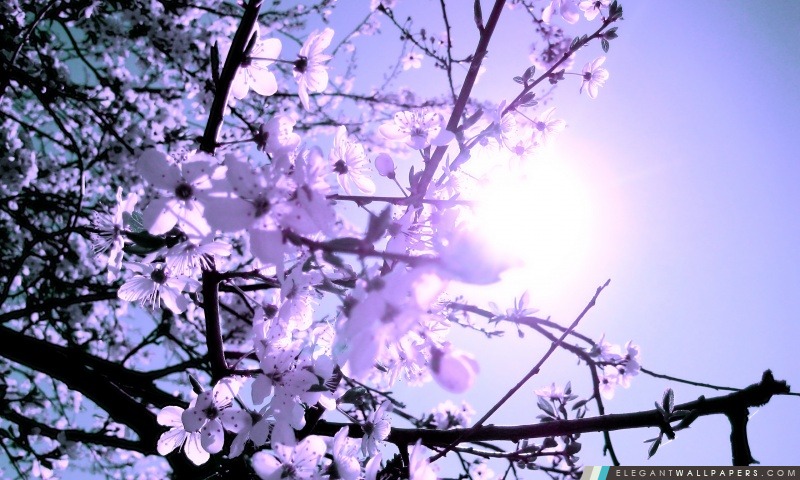 Blanc de fleurs de cerisier, Arrière-plans HD à télécharger