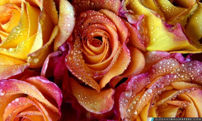 Jaune Rose Roses, Arrière-plans HD à télécharger