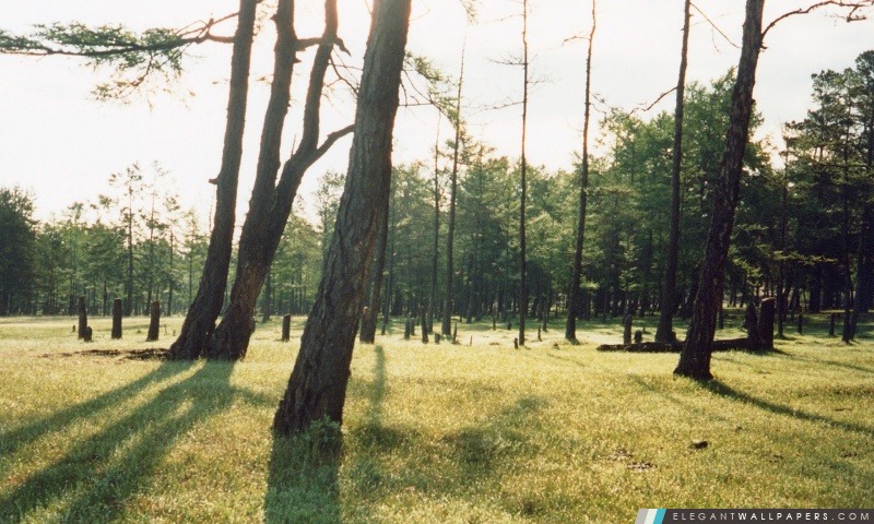 Shamanka forêt (photographies de collection), Arrière-plans HD à télécharger