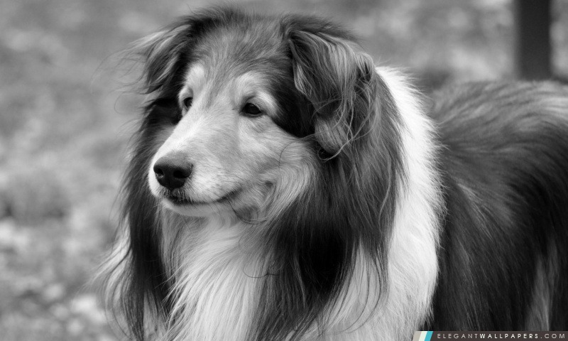 Lassie chien, Arrière-plans HD à télécharger
