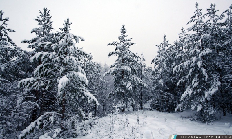 Sapins couverts de neige, Arrière-plans HD à télécharger