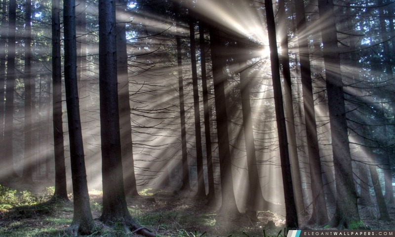 Matin rayons de soleil de forêt, Arrière-plans HD à télécharger