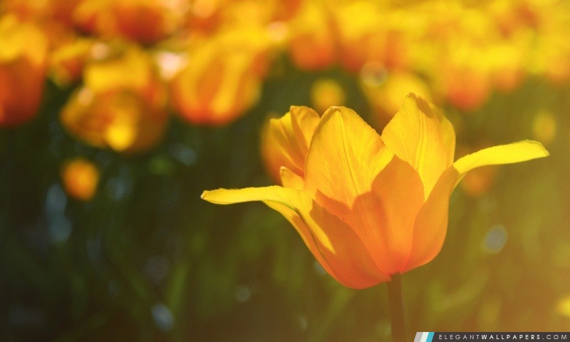 Tulipes jaunes, Arrière-plans HD à télécharger