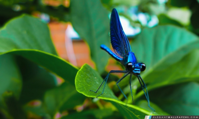 Libellule bleue, Arrière-plans HD à télécharger