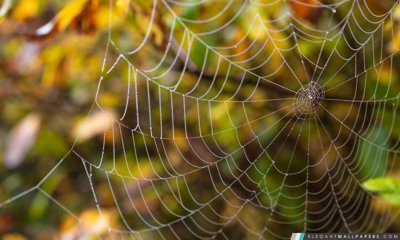 Délicate toile d'araignée, Arrière-plans HD à télécharger