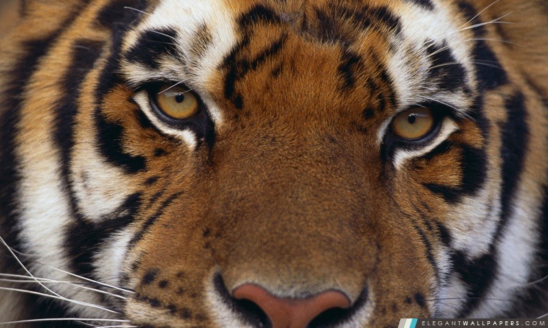 Panthera Tigris, Arrière-plans HD à télécharger