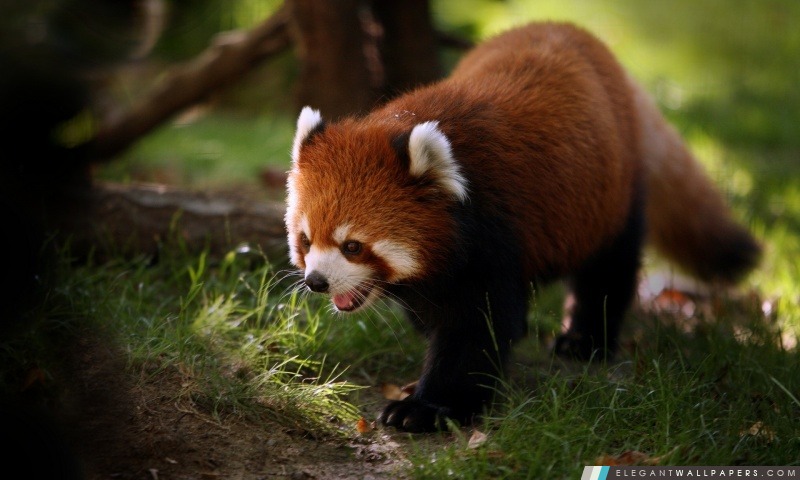 Brilliant Red Panda, Arrière-plans HD à télécharger