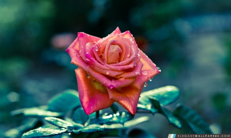 Rose rose après la pluie, Arrière-plans HD à télécharger