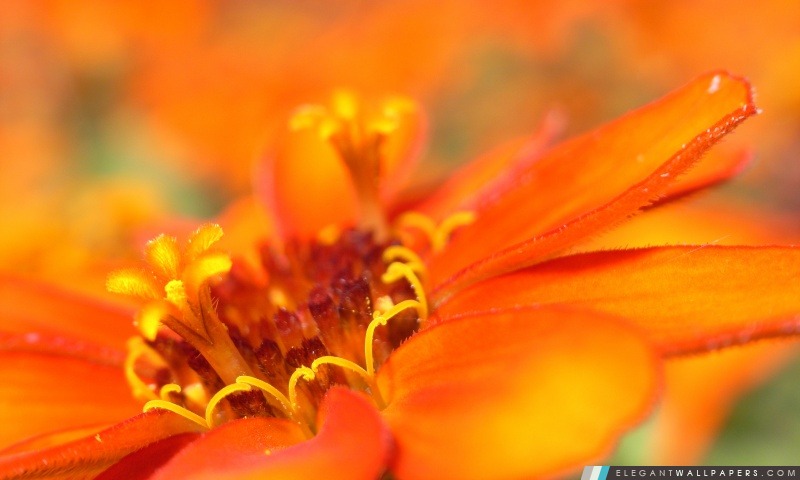 Macro de fleur d'oranger, Arrière-plans HD à télécharger