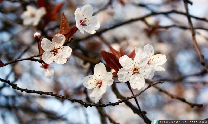 Prunus fleurs de printemps, Arrière-plans HD à télécharger