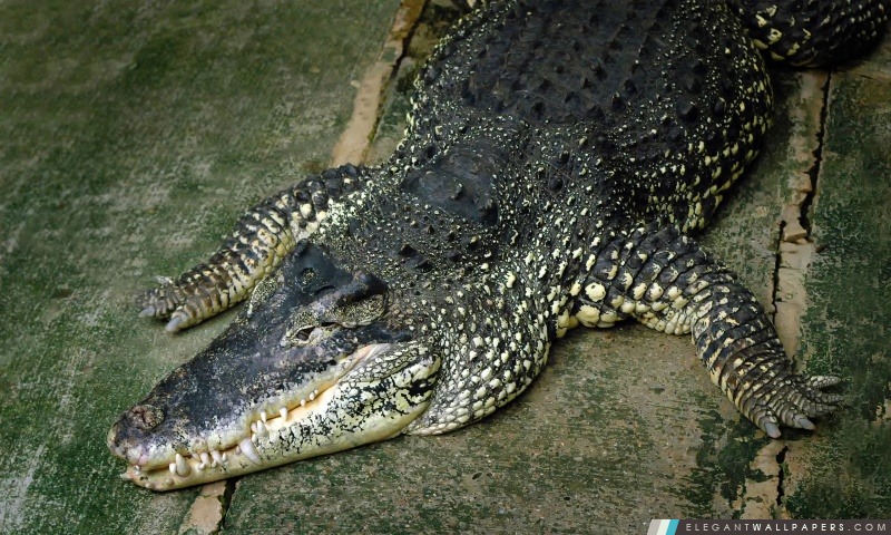 Crocodile, Arrière-plans HD à télécharger
