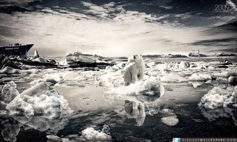 Polar Bear Sur La fonte des glaces, Arrière-plans HD à télécharger