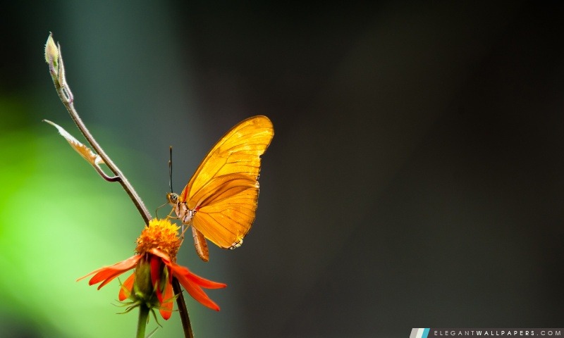 Papillon dans la lumière, Arrière-plans HD à télécharger