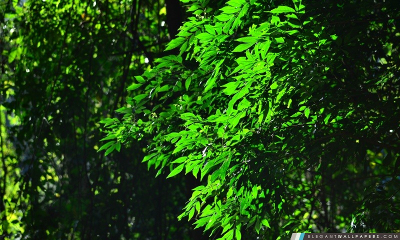 Green Leaves, Arrière-plans HD à télécharger