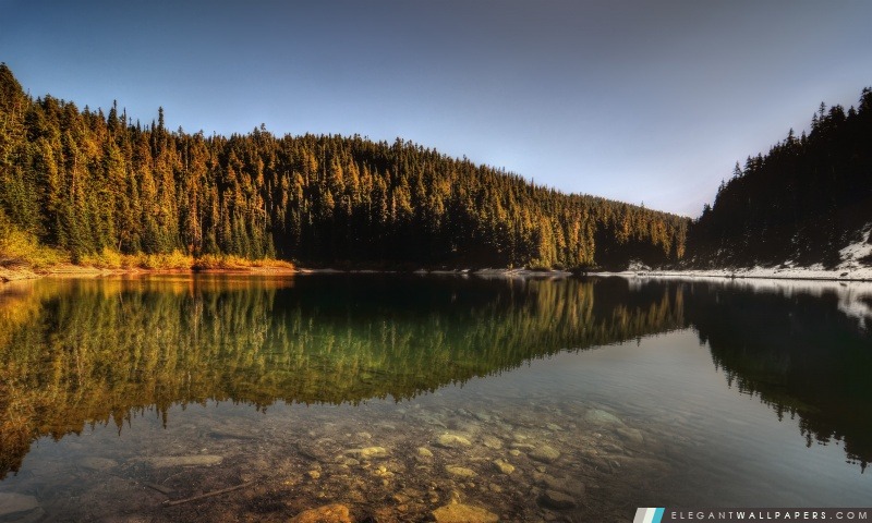 Lake Forest réflexion, Arrière-plans HD à télécharger