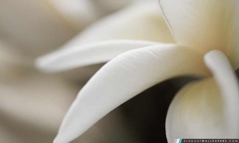 Macro fleur blanche, Arrière-plans HD à télécharger