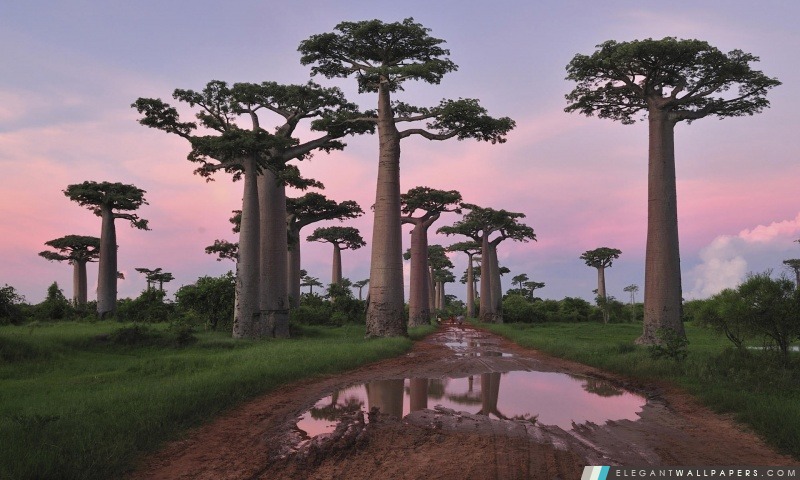 Baobab Forêt Morondava Madagascar de Grandidier, Arrière-plans HD à télécharger