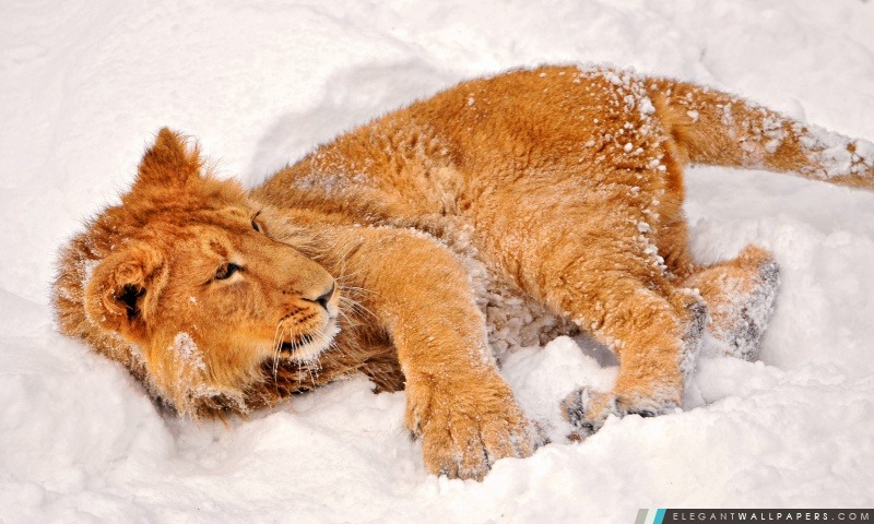 Lion dans la neige, Arrière-plans HD à télécharger