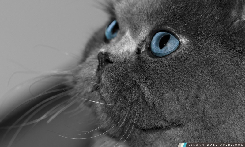 Gris de chat persan, Arrière-plans HD à télécharger