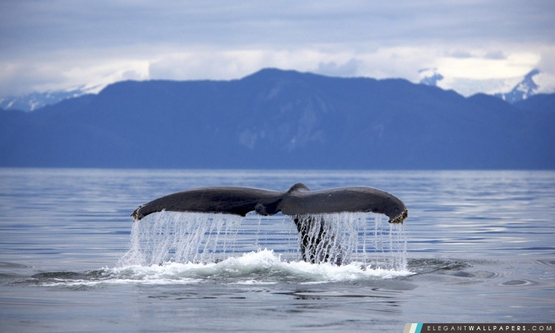 Alaska Frédérick Baleine à bosse Megaptera novaeangliae Tail, Arrière-plans HD à télécharger