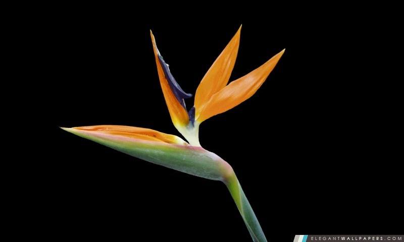 Oiseau de paradis fleur Plante Exotique, Arrière-plans HD à télécharger