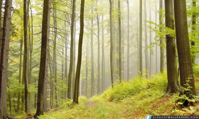 Les forêts à feuilles caduques, Arrière-plans HD à télécharger