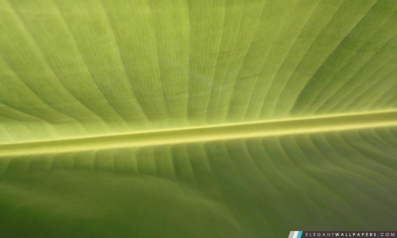Tropical Leaf, Arrière-plans HD à télécharger