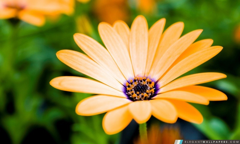 Orange Cap fleur de marguerite, Arrière-plans HD à télécharger