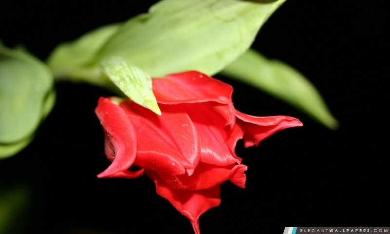 Fond rouge Tulipe noire, Arrière-plans HD à télécharger